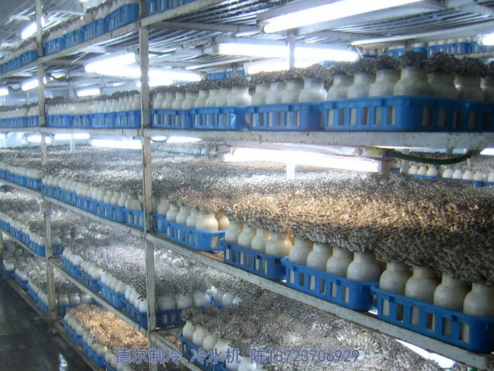德爾制冷冷水機(jī)用于食用菌培育環(huán)境